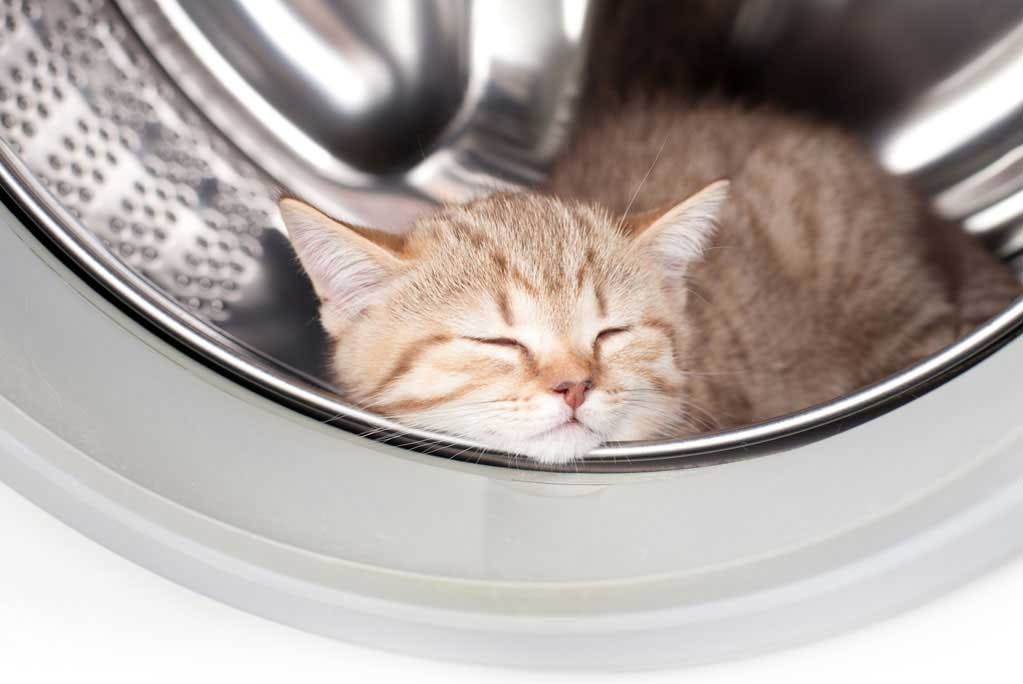 kitten asleep in washing machine